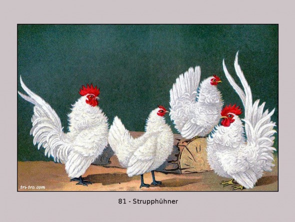 81-Strupphühner