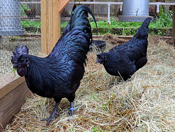 Gallo y gallina Ayam cemani