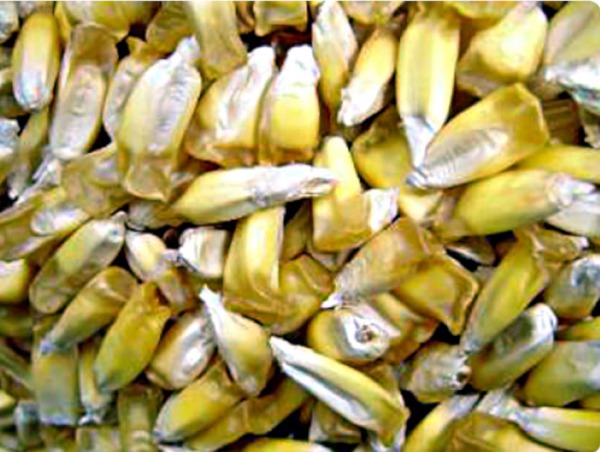 Estos granos largos de mazorcas redondas,variedad Chulpi