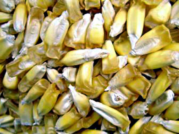 Estos granos largos provienen de las mazorcas redondas, es de la variedad Chulpi