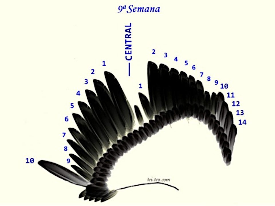 9 ª Semana