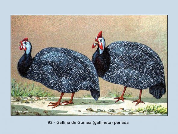 93-Gallina de guinea perlada (Gallineta)