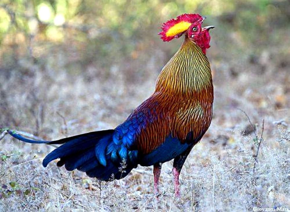 Lafayettii macho Sri Lanka cantando