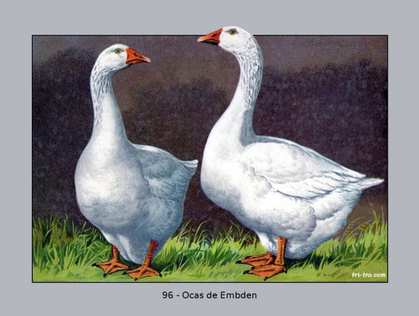96 - Ocas de Embden.