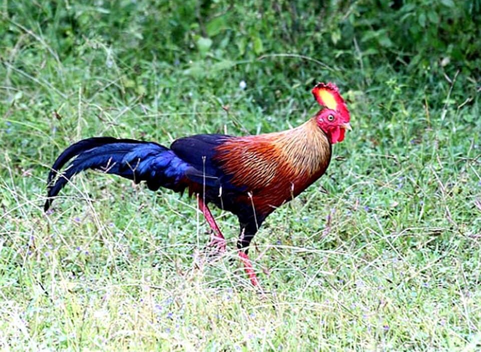 Macho Gallus lafayetii.