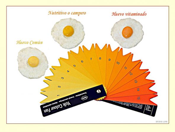 Abanico Colorimetrico Abanico Roche utilizado en la medición de la intensidad de color amarillo de la yema de huevos