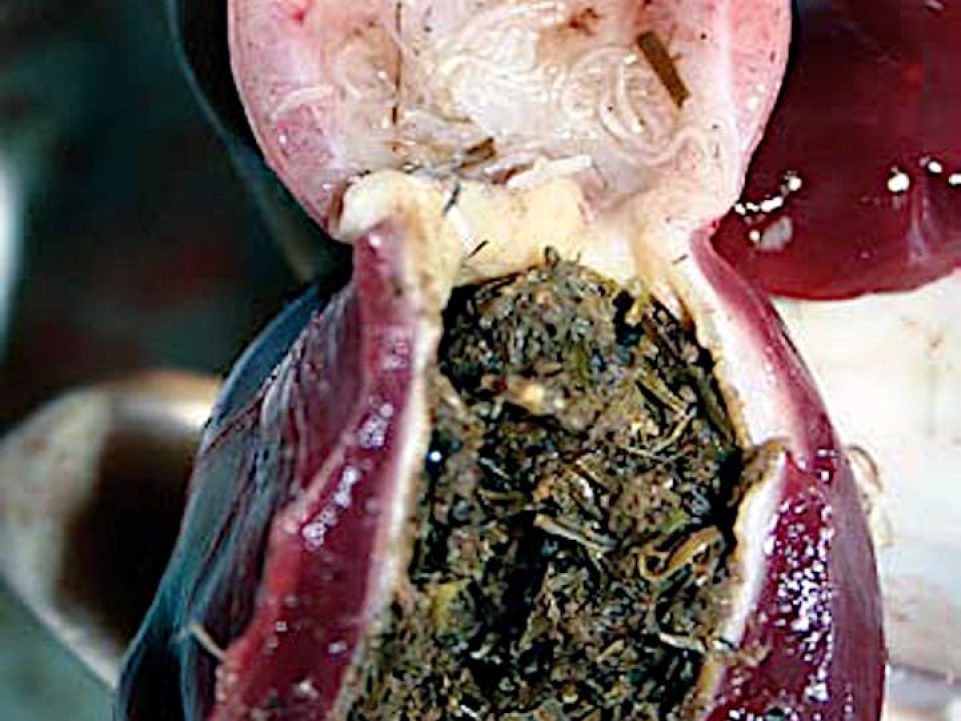 Acuariosis