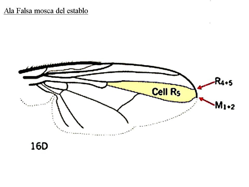 Ala Falsa mosca del establo, fuente Novartis