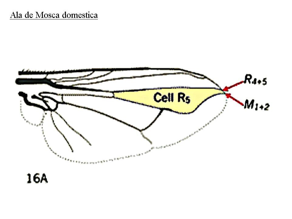 Ala de Mosca domestica, fuente Novartis.