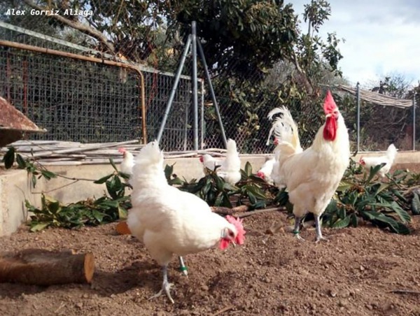 Grupo gallinas Prat blanco