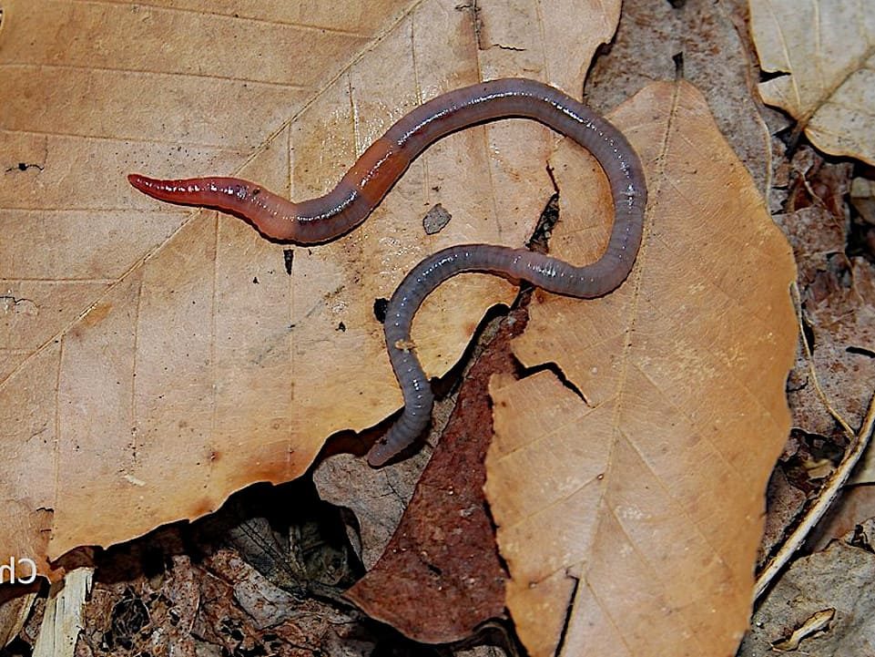 Allolobophora caliginosa lombriz de tierra