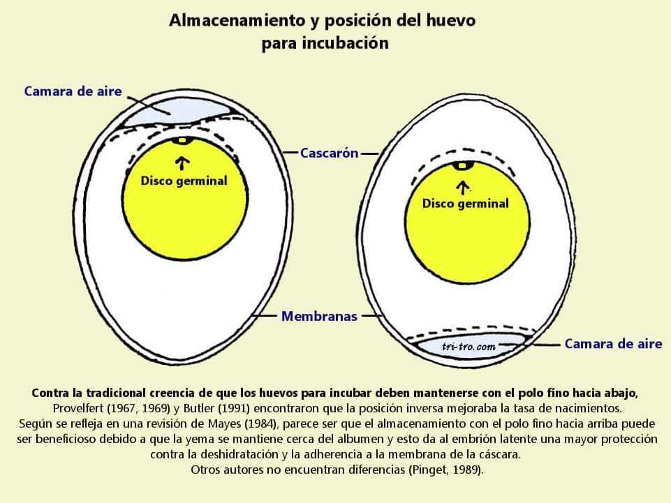 Almacenamiento y posición del huevo para incubación