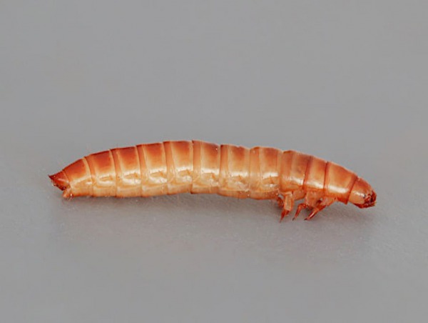 Alphitobius diaperinus (Panzer, 1797) larva