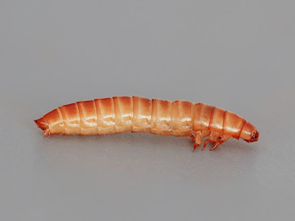 Alphitobius diaperinus (Panzer, 1797) larva