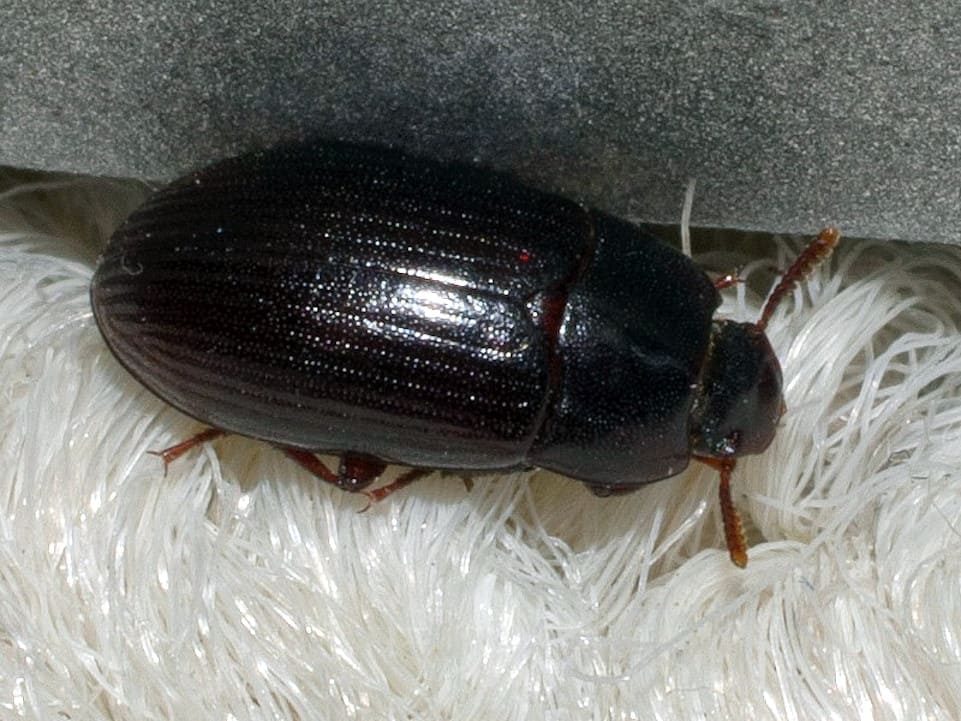 Alphitobius diaperinus (Panzer, 1797)
