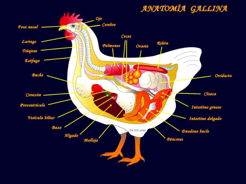 Anatomía Gallina Castellana