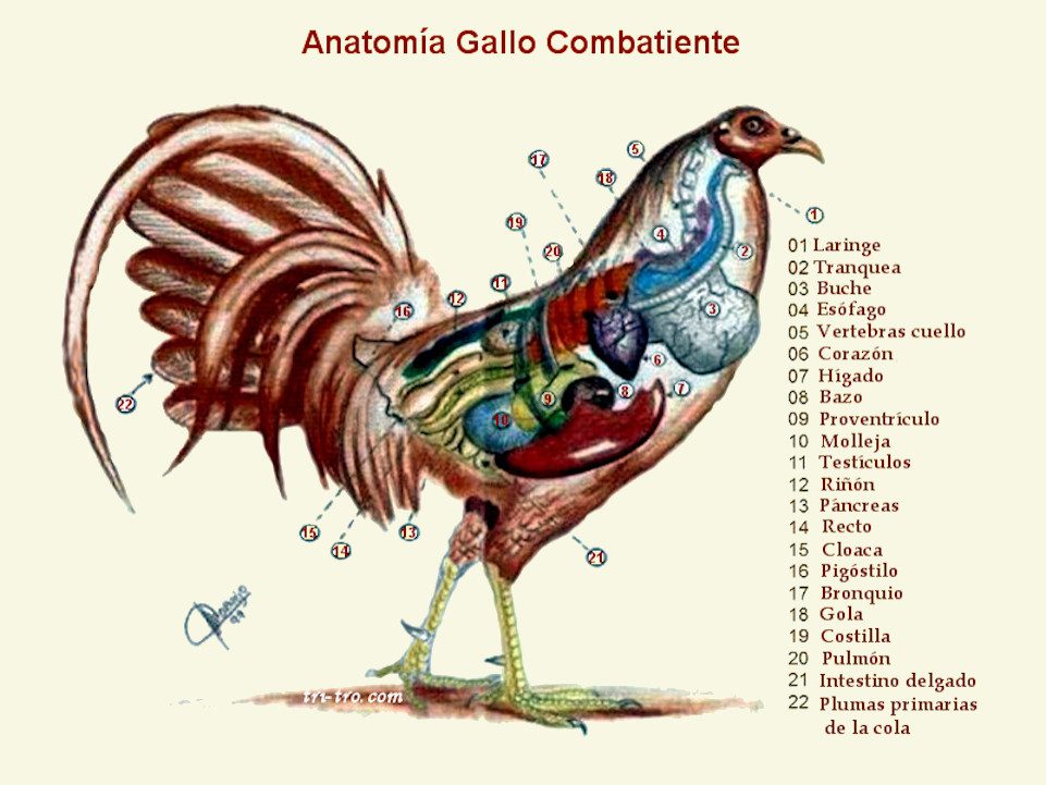 Anatomía Gallo Combatiente Español.