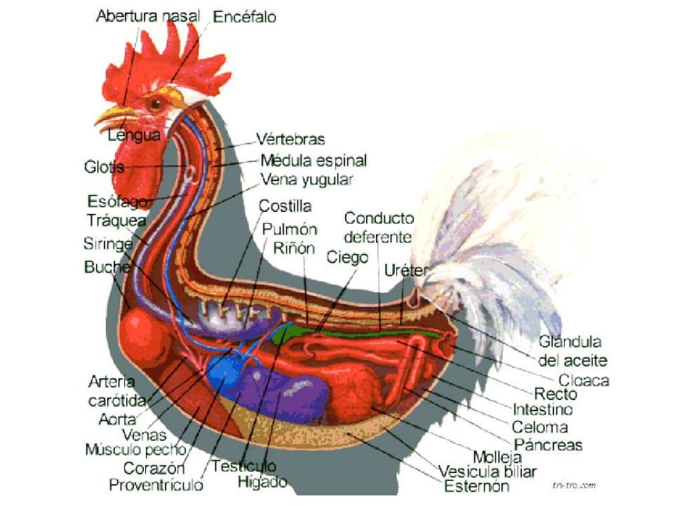 Anatomía del Gallo domesticus.