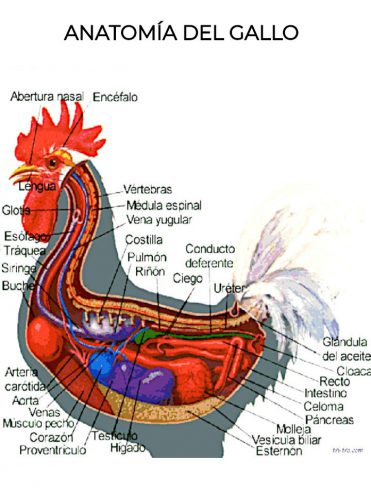 Anatomía del gallo domestico