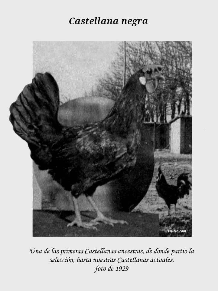 Ancestra Gallina Castellana negra 1929