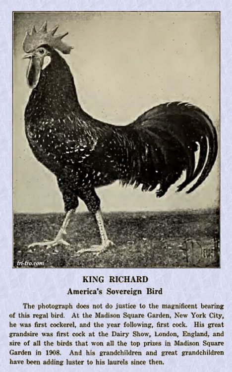 Ancona King Richar 1908