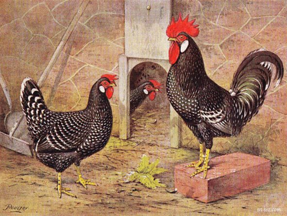 Anconas pintadas por Poultry, 1900