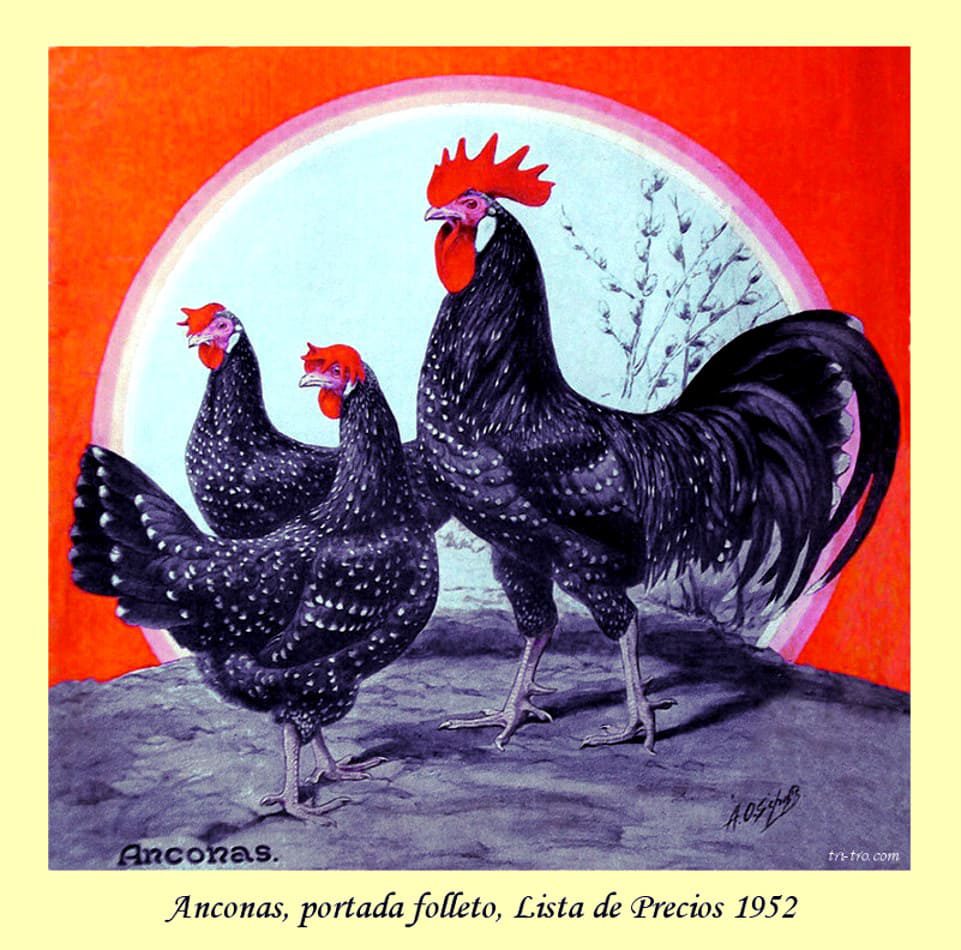 Anconas, portada folleto, lista de precios 1952
