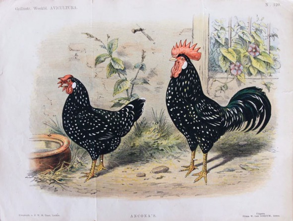 Anconas revista avícola holandesa van Gink. principios de 1900