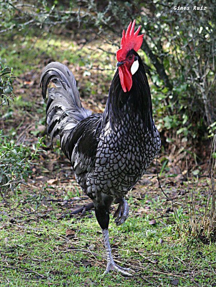 Andaluza Azul Gallina