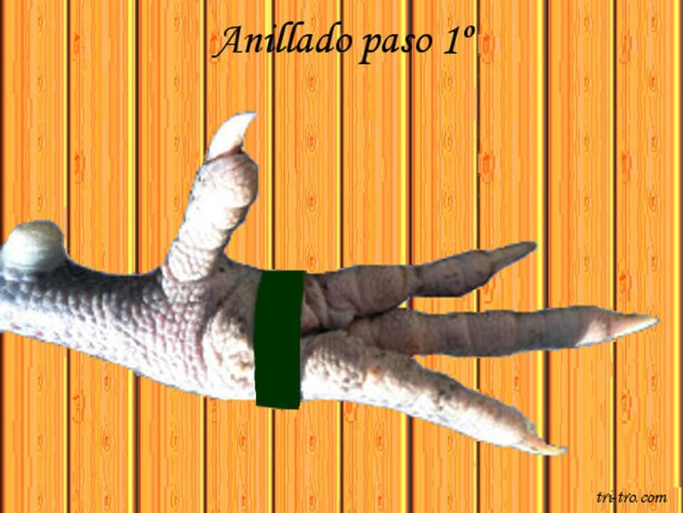 Anillado gallina o gallo paso 1