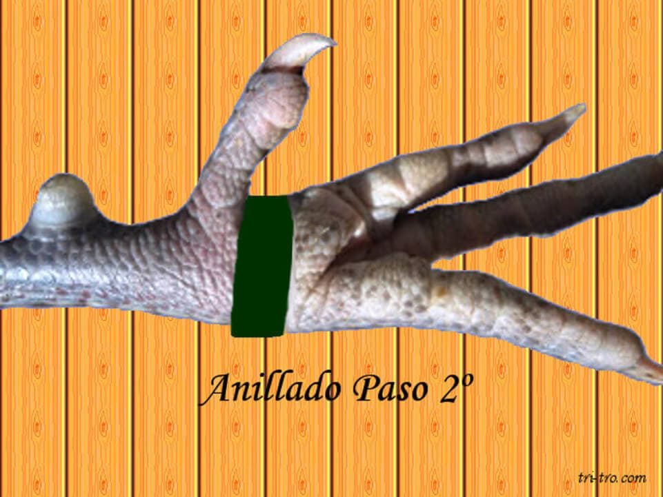 Anillado gallina o gallo paso 2