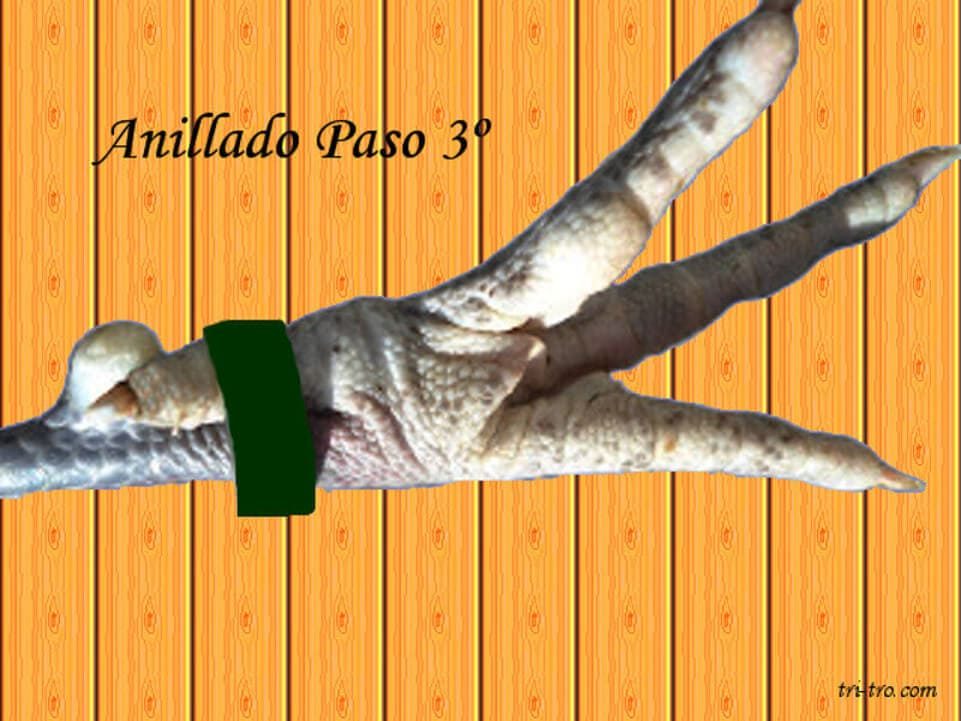Anillado gallina o gallo paso 3