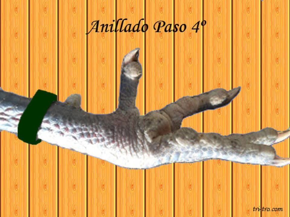 Anillado gallina o gallo paso 4
