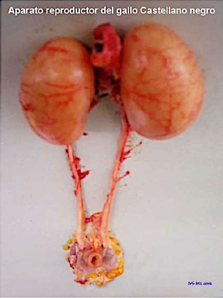 Aparato Reproductor Gallo