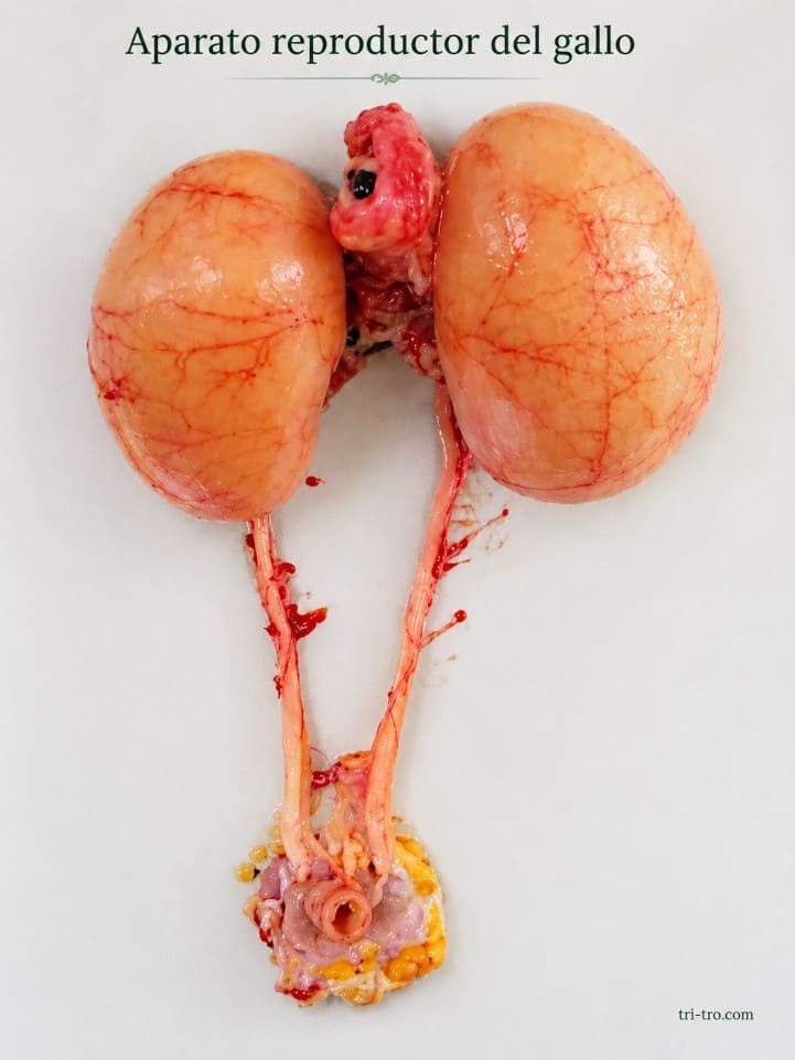 Aparato reproductor del gallo