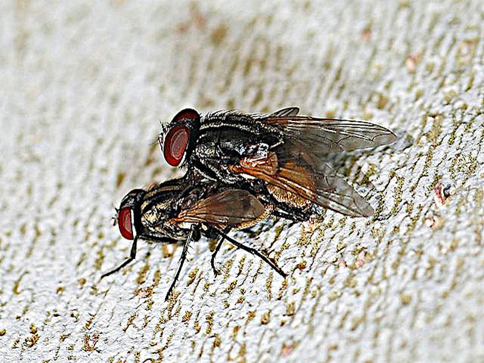Apareamiento mosca doméstica, foto de Joaquim Alves Gaspar.