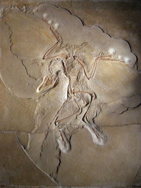 Archaeopteryx Museum für Naturkunde en Berlín