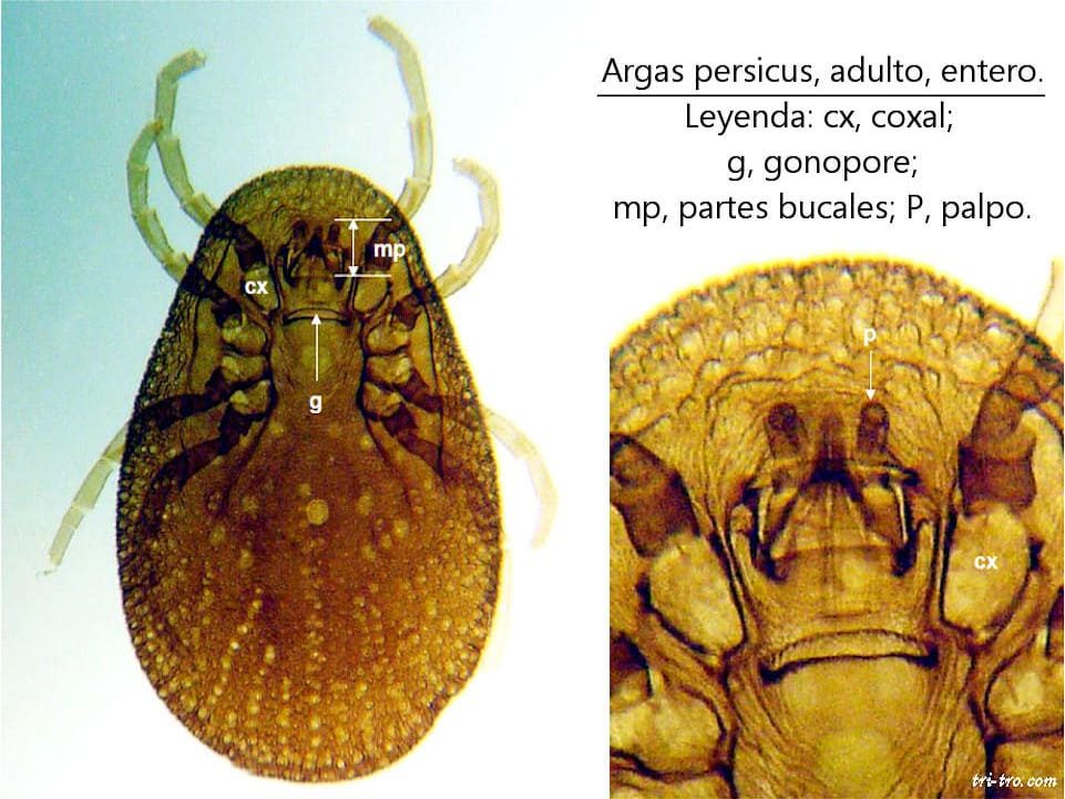 Argas persicus, adulto, entero (3)