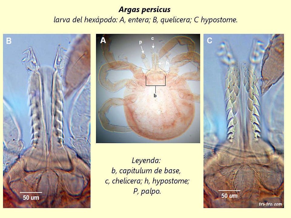 Argas persicus, larva hexápodo. (1)