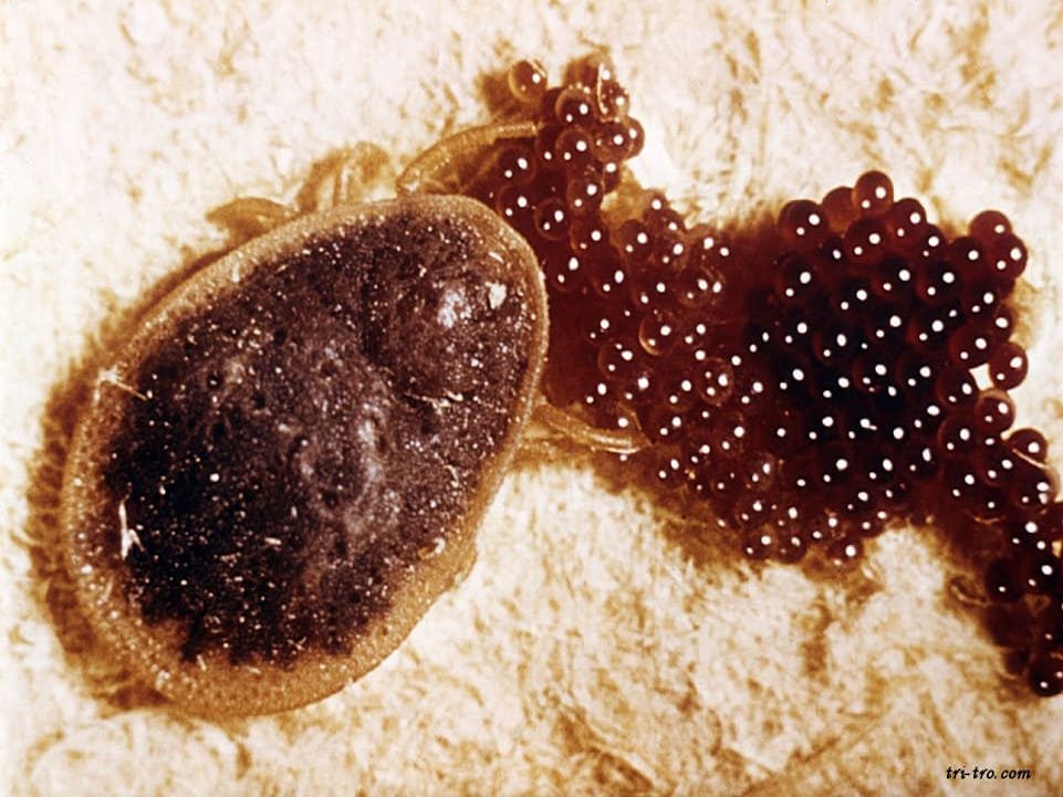 Argas persicus hembra, puesta de huevos