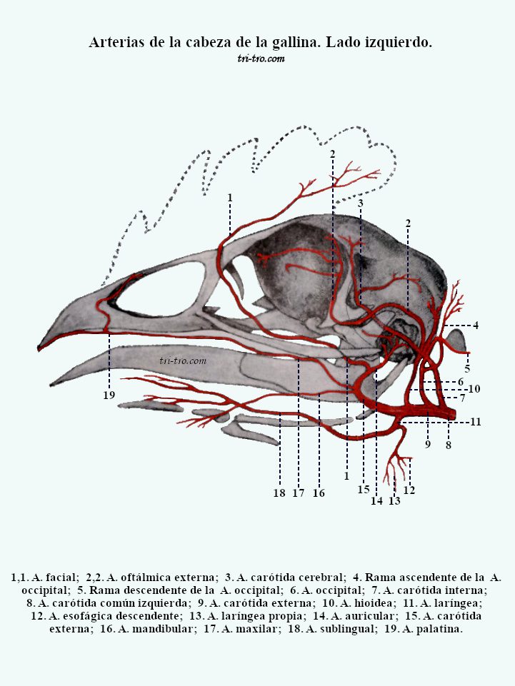 Arterias de la cabeza de la gallina. Lado izquierdo. 14