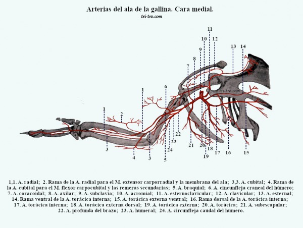 Arterias del ala de la gallina. Cara medial. 18