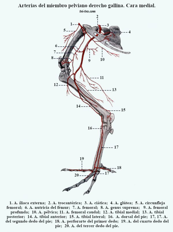 Arterias del miembro pelviano derecho gallina. Cara medial. 24