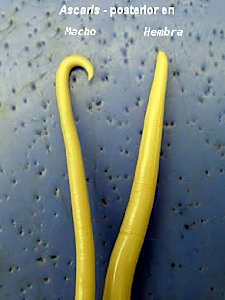 Asacaris posterior en Macho y Hembra