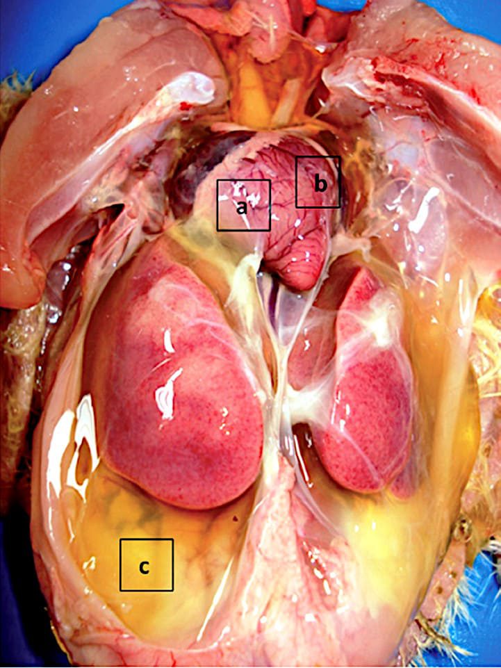 En la necropsia: a) Hidropericardio. b) Dilatación cardíaca derecha. c) Ascitis