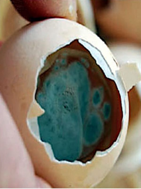 Aspergillus en huevo