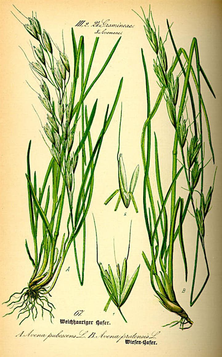 ilustración Avenula pubescena L. y Avena Pratensis L.