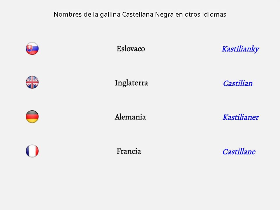 La gallina Castellana Negra es conocida con diferentes nombres según el país y el idioma