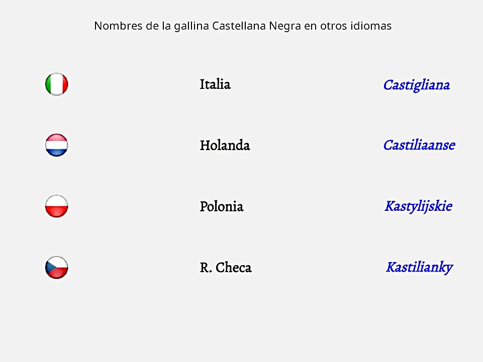 La gallina Castellana Negra es conocida con diferentes nombres según el país y el idioma