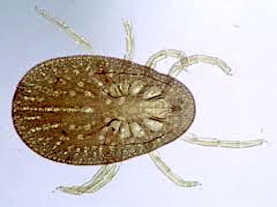 Borrelia Anserina garrapata